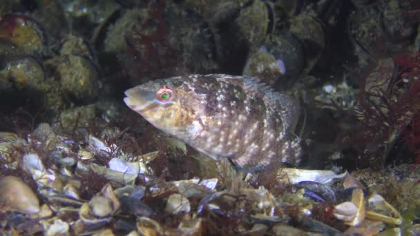 Fischlaichen Grauer Lippfisch: Das Männchen schützt das Nest mit Kaviar aus nächster Nähe. — Stockvideo