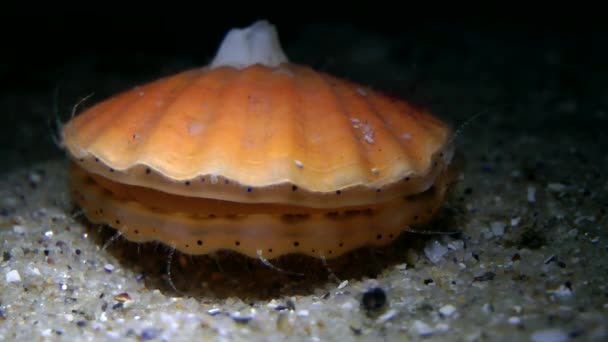 Yumuşak deniz tarağı (Flexopecten glaber). — Stok video