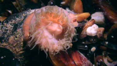Boncuk Anemone (Actinia equina) dokunaçlarını geri çeker.