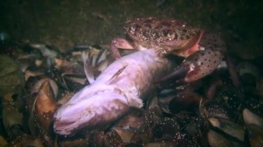 Siğil yengeci (Erithe verrucosa) ölü balık yiyor, geniş açı.