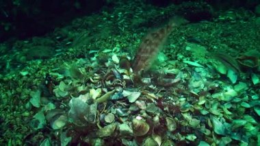 Grey wrasse 'nin üretimi (Symphodus cinereus).