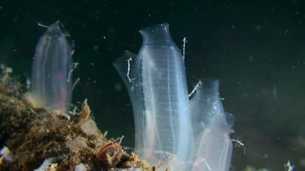 Gele zeespuit (Ciona intestinalis), middelmatig schot. — Stockvideo