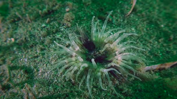 Elegante Anemone (Sagartia elegans)). — Stockvideo