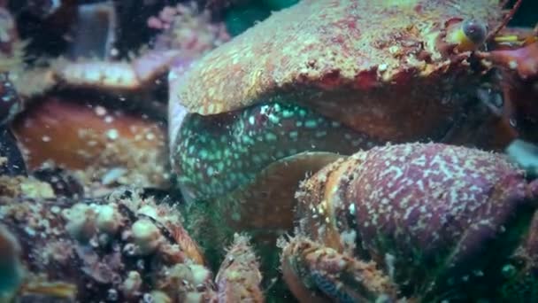 Einzigartiges Shooting: Die Krabbe wechselt ihren Panzer. — Stockvideo