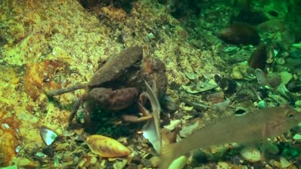 Dva krab jaguáří (Xantho poressa) jsou v konfliktu kvůli jídlu. — Stock video