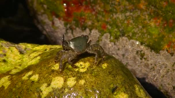 Granchio di roccia marmorizzata (Pachygrapsus marmoratus) sulla terraferma. — Video Stock