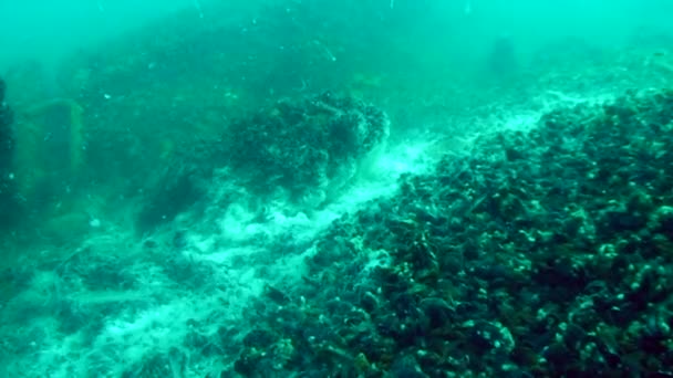 O fenômeno da morte de peixes no mar: a abundância de fungos do mar no fundo do mar. — Vídeo de Stock