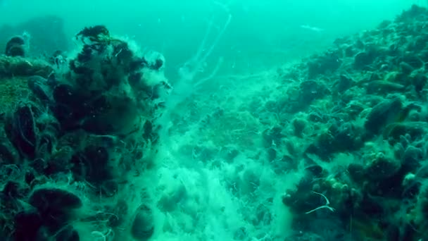 Феномен вбивства риби в морі: велика кількість морських грибів на морському дні . — стокове відео