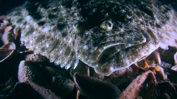 El rodaballo (Scophthalmus maximus) se encuentra en la parte inferior, retrato. — Vídeos de Stock