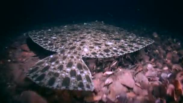 Tarbot (Scophthalmus maximus): zwemt langzaam over de bodem. — Stockvideo