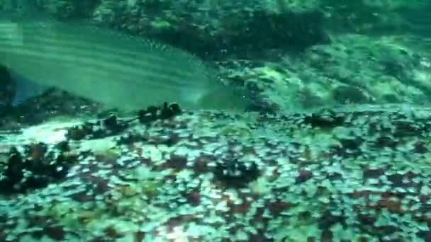 Nutrition Golden Golden mullet (Liza aurata), close-up. — Stock Footage Nutrition Golden Golden mullet (Liza aurata), close-up. Royalty Free Stock Footage