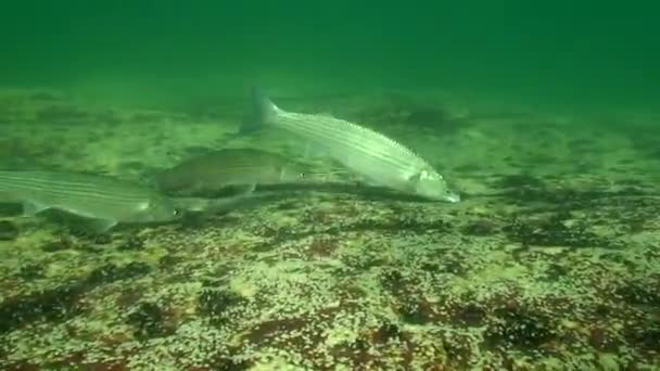 Nahrung Goldgraubarbe (Liza aurata), ein paar Fische. — Stockvideo