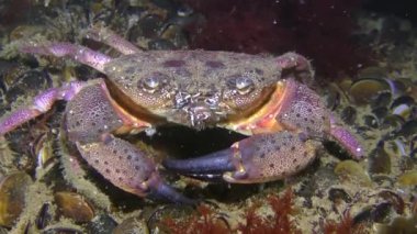 Rab en altta oturur, sonra yavaşça çerçeveden çıkar..