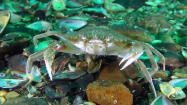 Uçan yengeç (Liocarcinus holsatus) deniz tabanında oturur ve antenini hareket ettirir..