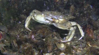 Yeşil yengeç (Carcinus maenas) yosun yer ve çerçeveyi terk eder..