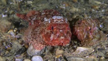 İki parlak renkli kara akrep balığı (Scorpaena porcus).
