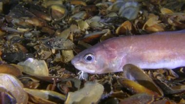 Gece Balığı Roche 'un yılan blenny' si avını arar, sonra çerçeveyi terk eder, yakın plan..