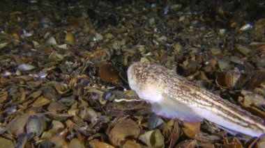 Atlantik yıldız gözlemcisi deniz tabanında uzanıyor, yengeç onu korkutuyor ve balıklar yüzüp gidiyor..