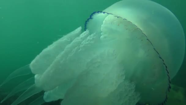 Бочкова медуза (Rhizostoma pulmo) плаває у водяній колонці, крупним планом . — стокове відео
