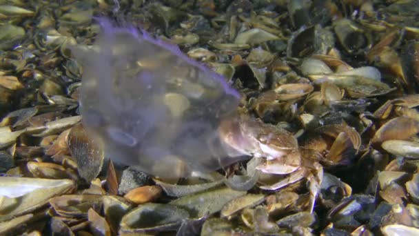 Swimming crab caught jellyfish and eats it. — Stock Video
