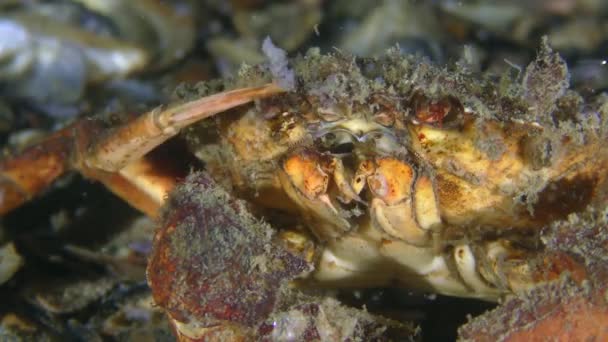 Ld Crabe vert essayer de nettoyer leurs yeux d'algues qui a grandi sur eux, gros plan. — Video