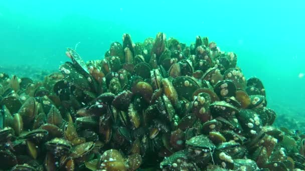 Piatra suprasolicitată cu Mussel, trecut pe care îl poartă planctonul, împușcat mediu . — Videoclip de stoc