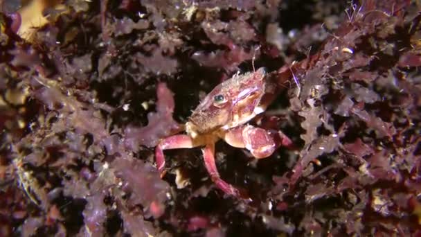 Biocoenosis of red alga phyllophora: swimming crab lives among the alga has camouflage coloring. — Stock Video
