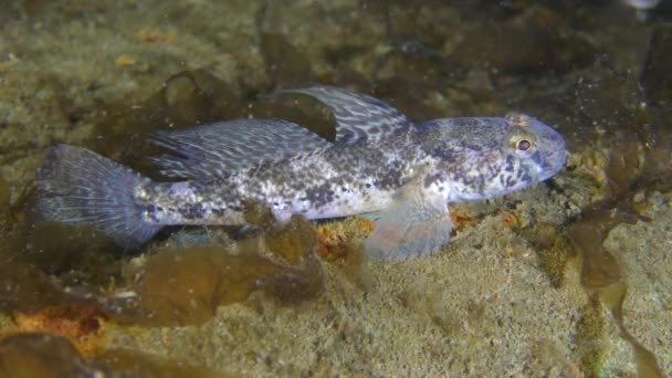 海底浮藻中的黑山羊鱼（Gobius niger）. — 图库视频影像