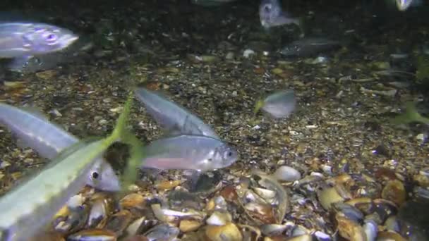 Una bandada de Scad nada cerca del fondo en busca de comida. — Vídeos de Stock