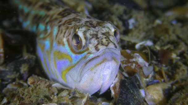 Toxic fish Greater weever actively turns its eyes, portrait, half-shot. — Stock Video