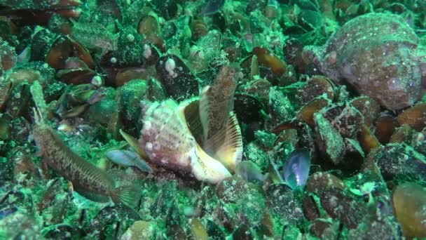 Dva samci Chapacled blenny boj o prázdnou skořápku Žíly Rapa Whelk. — Stock video