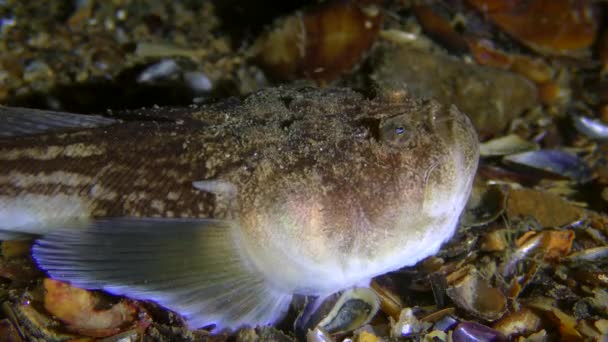 Peces de mar El astrónomo atlántico atrae a sus presas con un movimiento de la lengua similar a un gusano, de cerca. — Vídeos de Stock