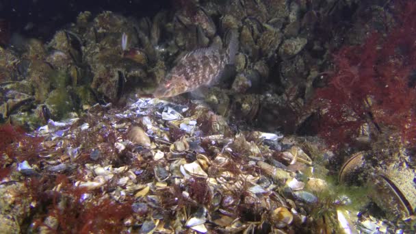Розмноження риби: самець Сірий віслюк приносить шматок мушлі для будівництва гнізда . — стокове відео