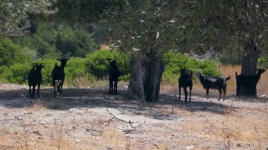 Keçiler zeytin ağaçlarının gölgesinde otlar. Avrupa, Yunanistan.