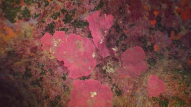 Sualtı mağarasının duvarında kireç kırmızısı algler (Phymatolithon).