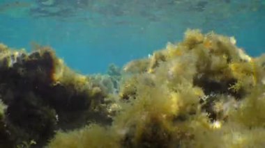 Su altı manzarası: Alga Parda (Cystoseira Mediterranea) Güneş ışınlarındaki sığ suda.