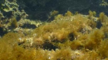 Akdeniz sualtı manzarası: Güneş ışınlarıyla aydınlatılan kahverengi alg dalları.