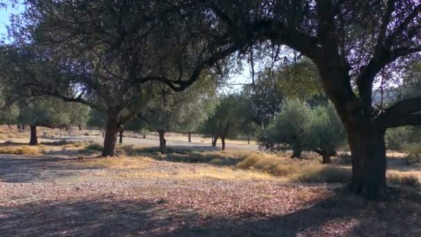 Olivový háj ve světle nízkého slunce, pomalé přiblížení. Evropa, Řecko. — Stock video