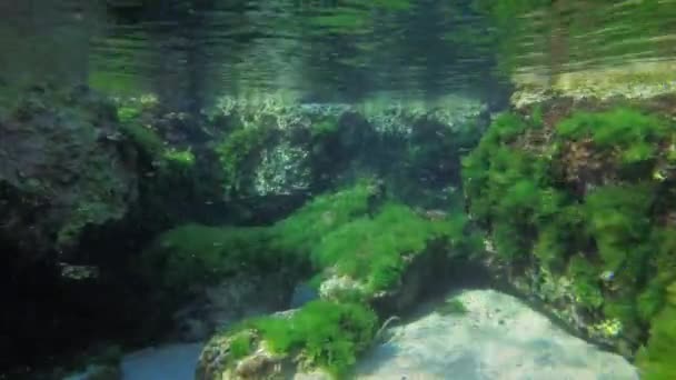 Yeşil yosunlarla kaplı sığ sulardaki kayalar.. — Stok video