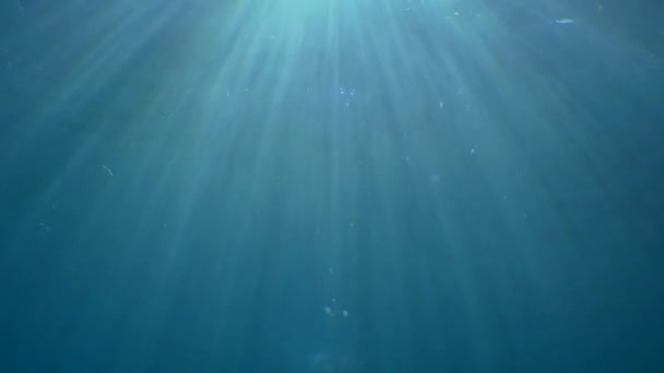 Ein kleiner Fisch auf dem Hintergrund der Sonnenstrahlen durchdringt die vibrierende Wasseroberfläche. — Stockvideo