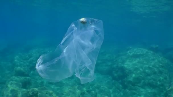 Plastique en mer : la caméra s'approche lentement du sac en plastique dans lequel le poisson-globe s'est empêtré et est mort. — Video