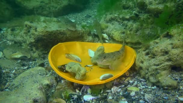 Contaminación plástica del mar: Peces de cabra entre los residuos plásticos del fondo marino. — Vídeos de Stock