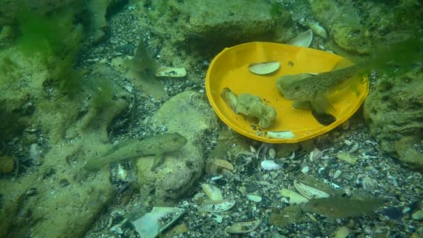 Poluição plástica do mar: peixes Goby entre os resíduos de plástico no fundo do mar. — Vídeo de Stock