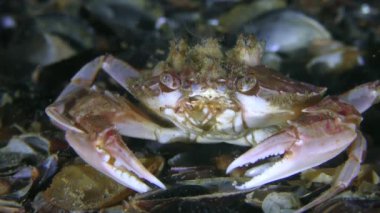 Sırtında balianus kabukları olan yüzen yengeç (Liocarcinus holsatus).