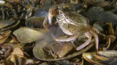 Yüzen yengeç küçük bir denizanası yakaladı ve onu yedi..