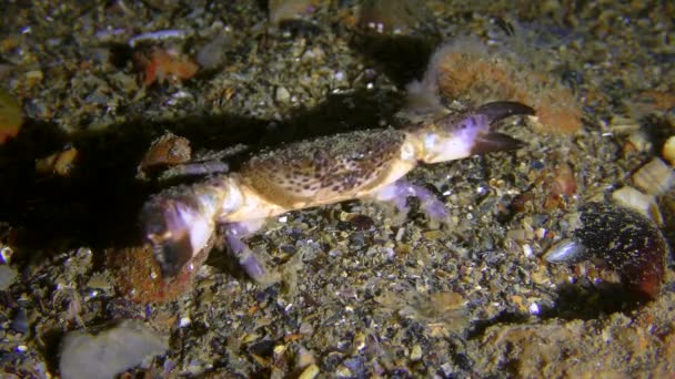 Jaguar-Rundkrabbe (Xantho poressa) in einer bedrohlichen Pose. — Stockvideo