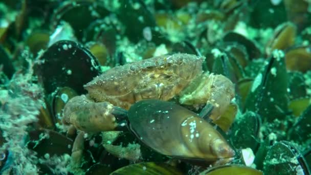 Jaguar ronde krab (Xantho poressa) draagt een mossel in zijn klauwen. — Stockvideo