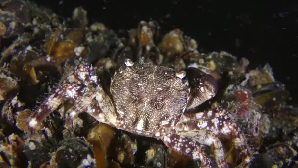 Мармуровий скельний краб (Pachygrapsus marmoratus) їсть щось, вид ззаду . — стокове відео