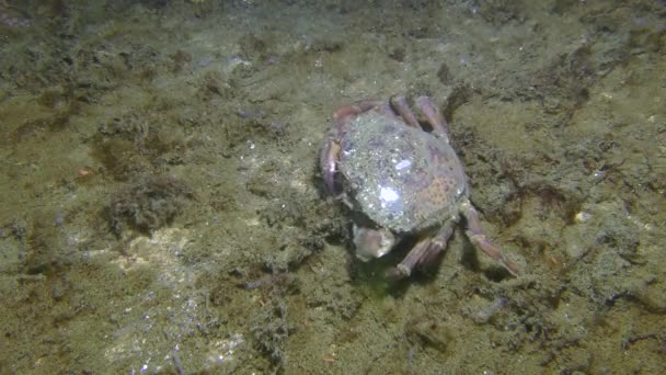 绿螃蟹（Carcinus maenas）吃海藻，俯瞰. — 图库视频影像