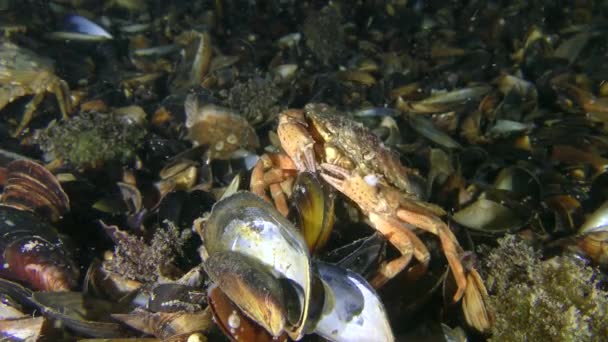 Grüne Krabbe versucht Muschelfleisch aus offener Schale zu bekommen. — Stockvideo